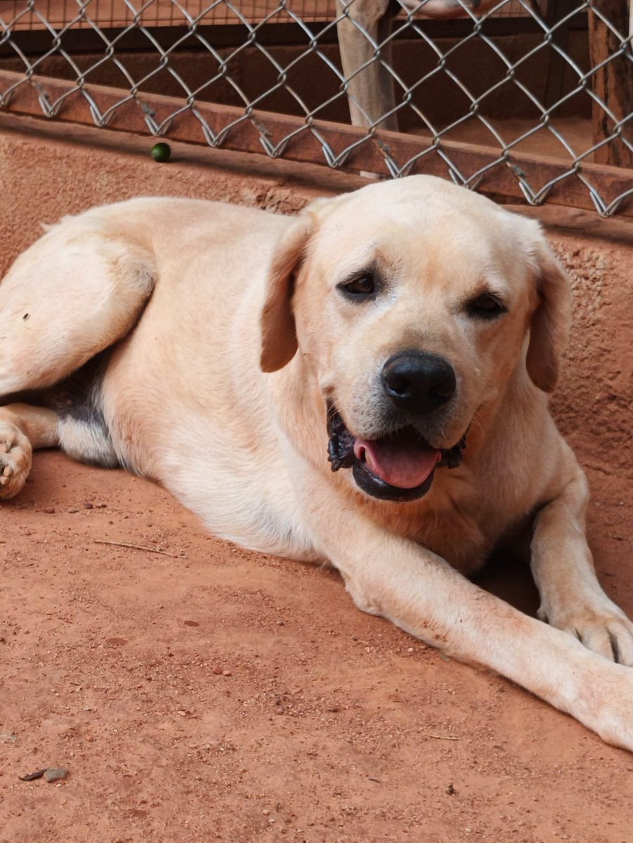 TheViditsharma's tweet photo. BENGALURU ADOPTION APPEAL โค๏ธ
Meet Theo a gentle giant with the biggest heart, still waiting for the one thing every dog deserves: a loving forever home.โค๏ธ
Theo is 5 years old, healthy, affectionate, and full of love. His happiest moments are spent enjoying a good meal, playing with his favourite toys, and curling up for cuddles with the people he trusts.
Despite having so much love to give, Theo is still waiting for someone to choose him.
Please don't let him spend another day wondering if his family will ever come.
If you can open your heart and home to this beautiful boy or even if you can simply share this appeal you could help change his life forever.
Every share brings Theo one step closer to the family he's been waiting for. โฅ๏ธ
Adopt. Don't shop. Give Theo the happy ending he truly deserves.
#Bengaluru #BangaloreAdoption #AdoptDontShop