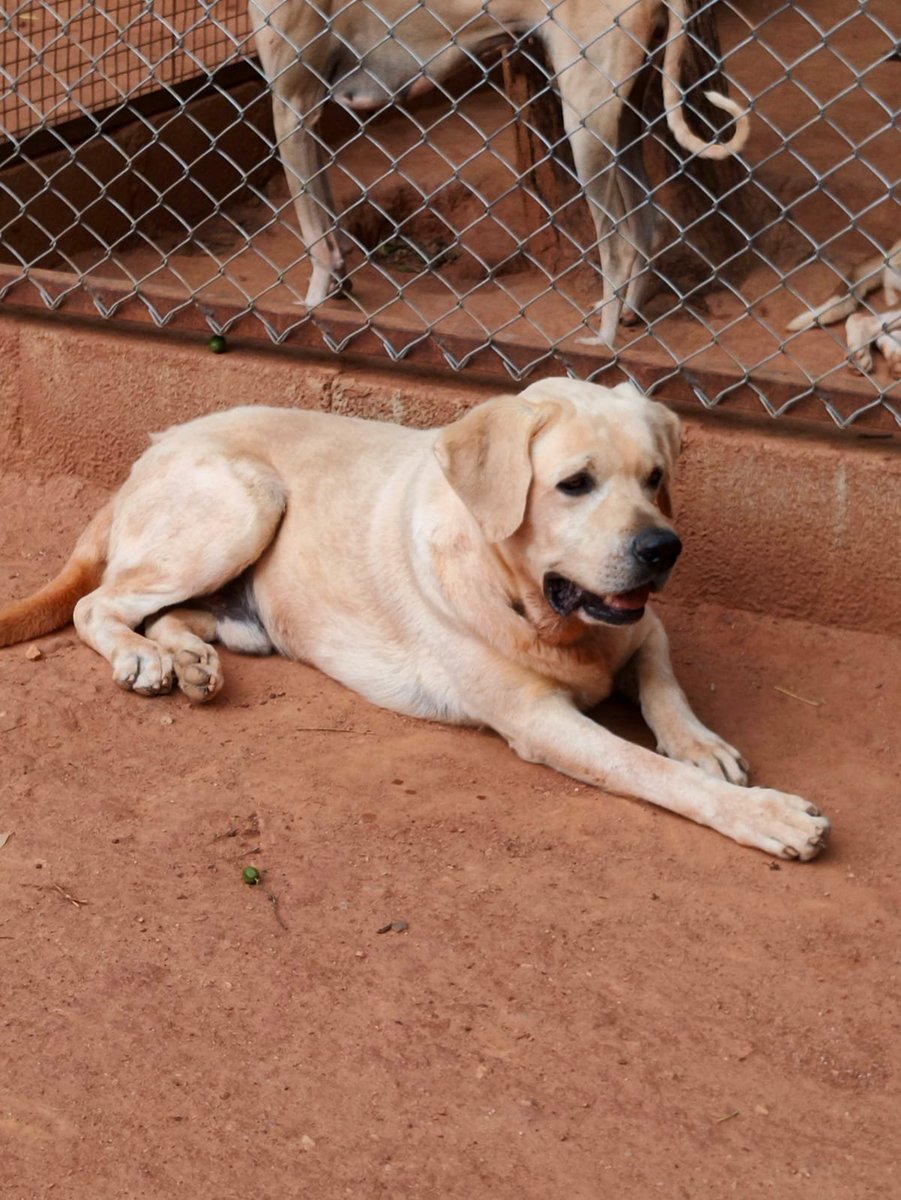 TheViditsharma's tweet photo. BENGALURU ADOPTION APPEAL โค๏ธ
Meet Theo a gentle giant with the biggest heart, still waiting for the one thing every dog deserves: a loving forever home.โค๏ธ
Theo is 5 years old, healthy, affectionate, and full of love. His happiest moments are spent enjoying a good meal, playing with his favourite toys, and curling up for cuddles with the people he trusts.
Despite having so much love to give, Theo is still waiting for someone to choose him.
Please don't let him spend another day wondering if his family will ever come.
If you can open your heart and home to this beautiful boy or even if you can simply share this appeal you could help change his life forever.
Every share brings Theo one step closer to the family he's been waiting for. โฅ๏ธ
Adopt. Don't shop. Give Theo the happy ending he truly deserves.
#Bengaluru #BangaloreAdoption #AdoptDontShop