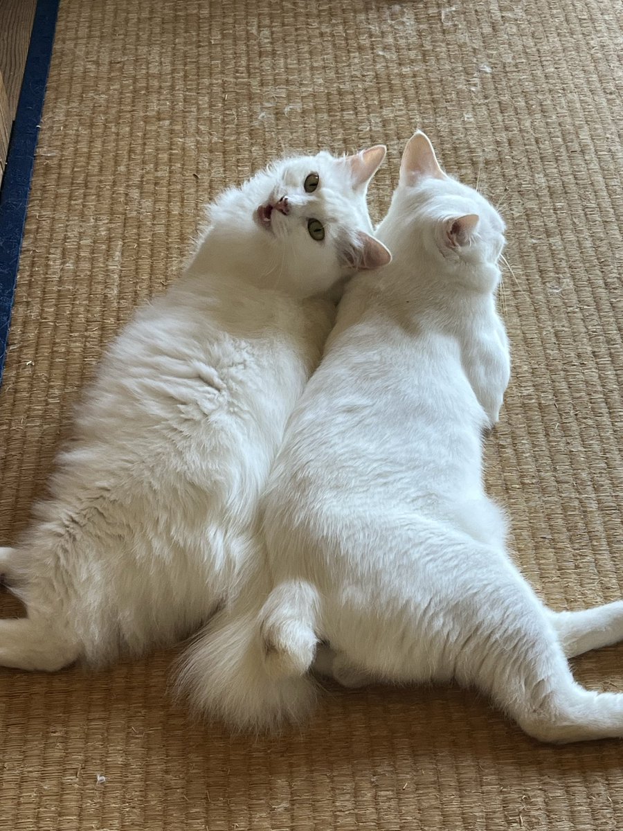 hiro_ibo's tweet photo. この夫婦仲良すぎじゃないか😂💕 https://t.co/QkJVRfilpR
