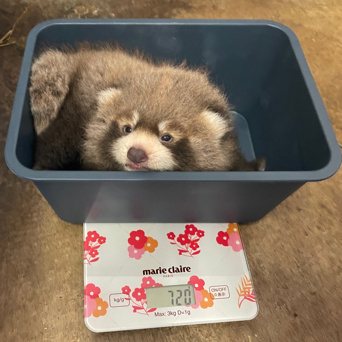 nishiyama_zoo's tweet photo. 【レッサーパンダの赤ちゃん情報】
 自然哺育中の赤ちゃんの性別を確認しました。 
メスでした！ 
目もパッチリ開き、順調に成長しています。
 以前は生えていなかった足の裏の毛も生えてきて、レッサーパンダらしくなってきました。
#鯖江市西山動物園
#レッサーパンダ
#赤ちゃん
#ライト
#かのこ https://t.co/PJlZRcSh7e
