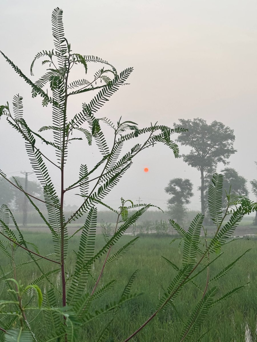 AGRICULTIER's tweet photo. Good Morning punjab 🤍
.
.
.
#farmingreels222 https://t.co/PhoHqmUko5