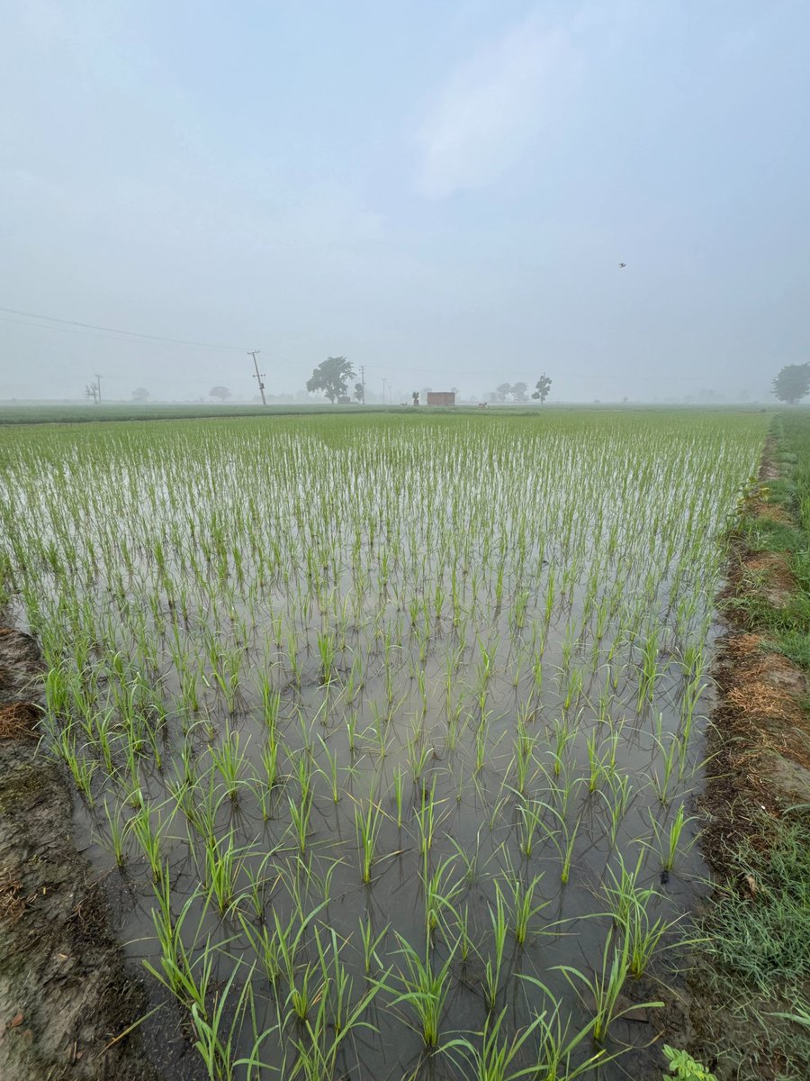 AGRICULTIER's tweet photo. Good Morning punjab 🤍
.
.
.
#farmingreels222 https://t.co/PhoHqmUko5