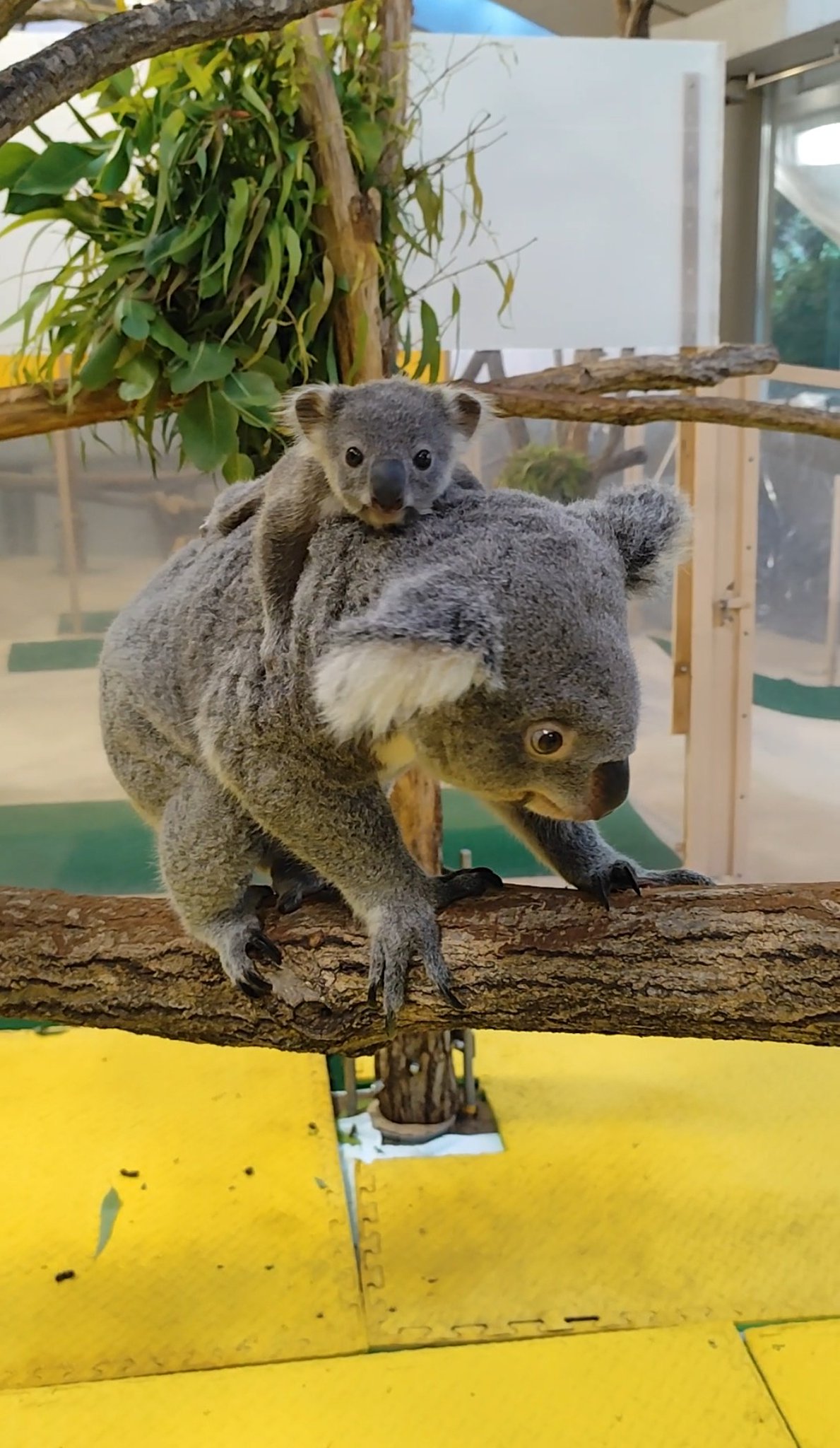 横浜市立金沢動物園【公式】 on X: 