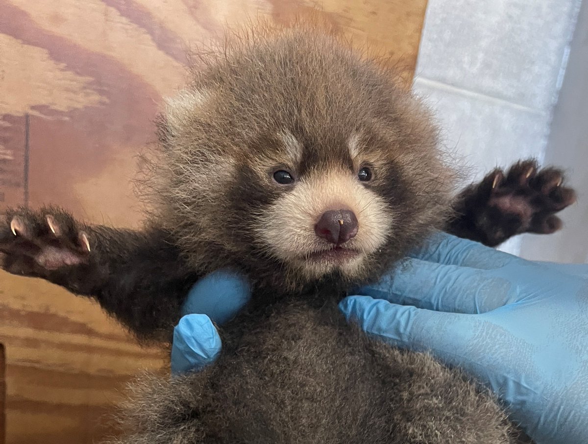nishiyama_zoo's tweet photo. 【レッサーパンダの赤ちゃん情報】
 自然哺育中の赤ちゃんの性別を確認しました。 
メスでした！ 
目もパッチリ開き、順調に成長しています。
 以前は生えていなかった足の裏の毛も生えてきて、レッサーパンダらしくなってきました。
#鯖江市西山動物園
#レッサーパンダ
#赤ちゃん
#ライト
#かのこ https://t.co/PJlZRcSh7e