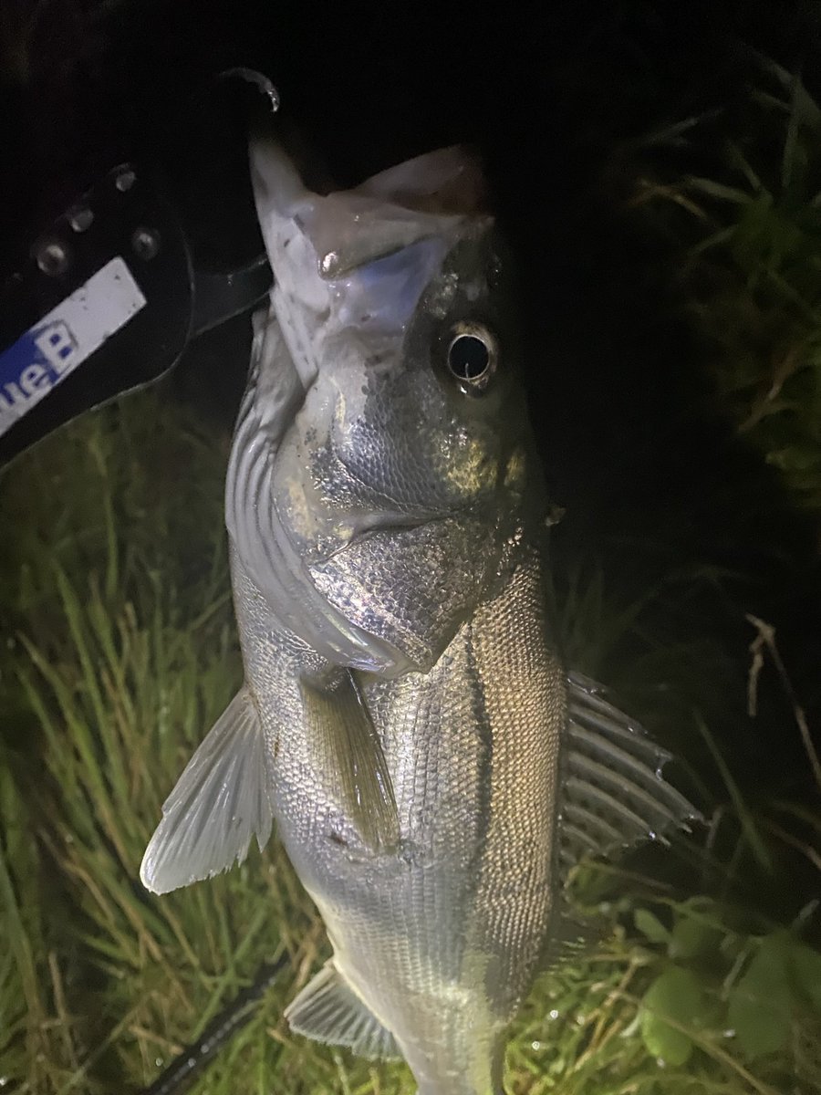 ch48743151's tweet photo. 夜、お客様が就寝した後は、リバーシーバスへ🎣

毎回コンスタントに釣れてくれるから、本当に楽しい✨

そして今回は、初めてライン先行ドリフトでキャッチ！🔥
イメージ通りに流して、狙い通りにバイトが出た瞬間は最高でした😊

まだまだサイズは伸ばしたいところ。 https://t.co/pRyYgsiUOg