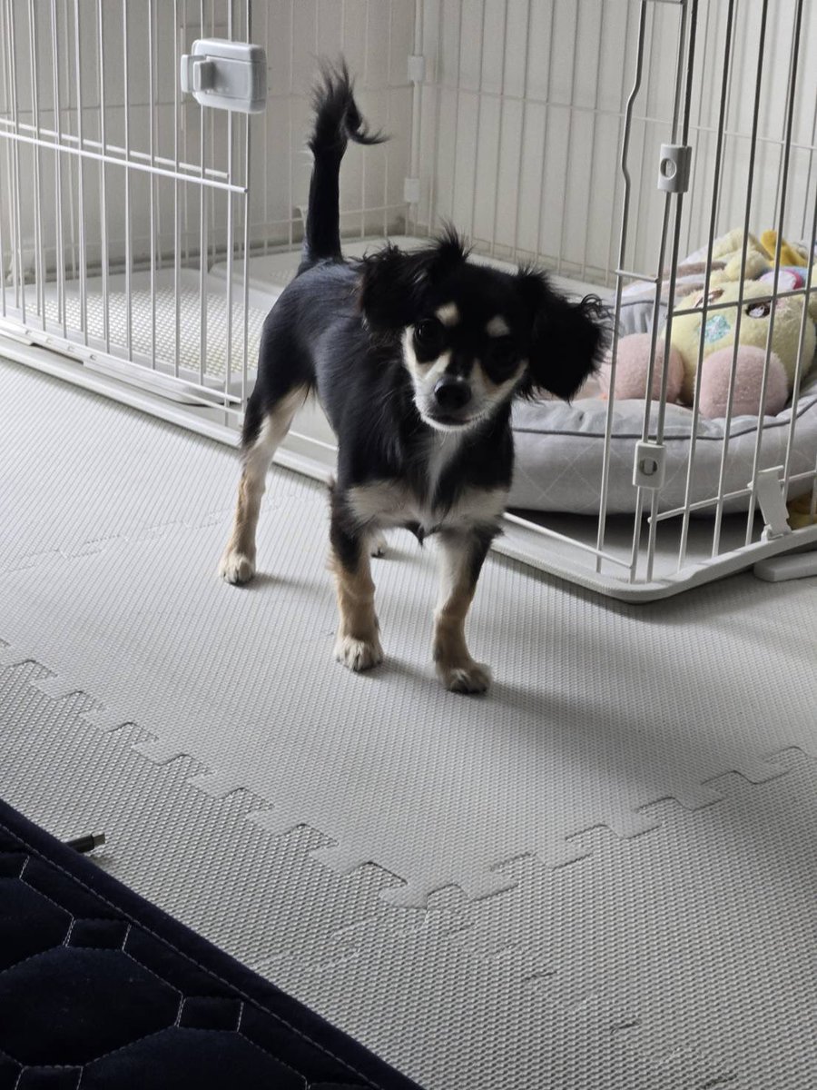 犬との生活