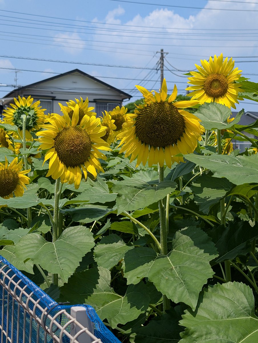 okSasuga's tweet photo. 夏、真っ盛り

#ヒマワリ https://t.co/Sz5W2Rmnco