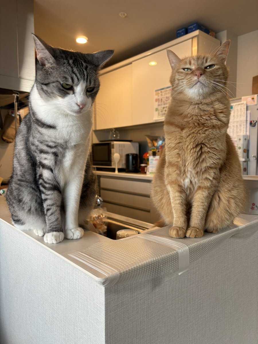 こいもちゃん🐈 tweet media