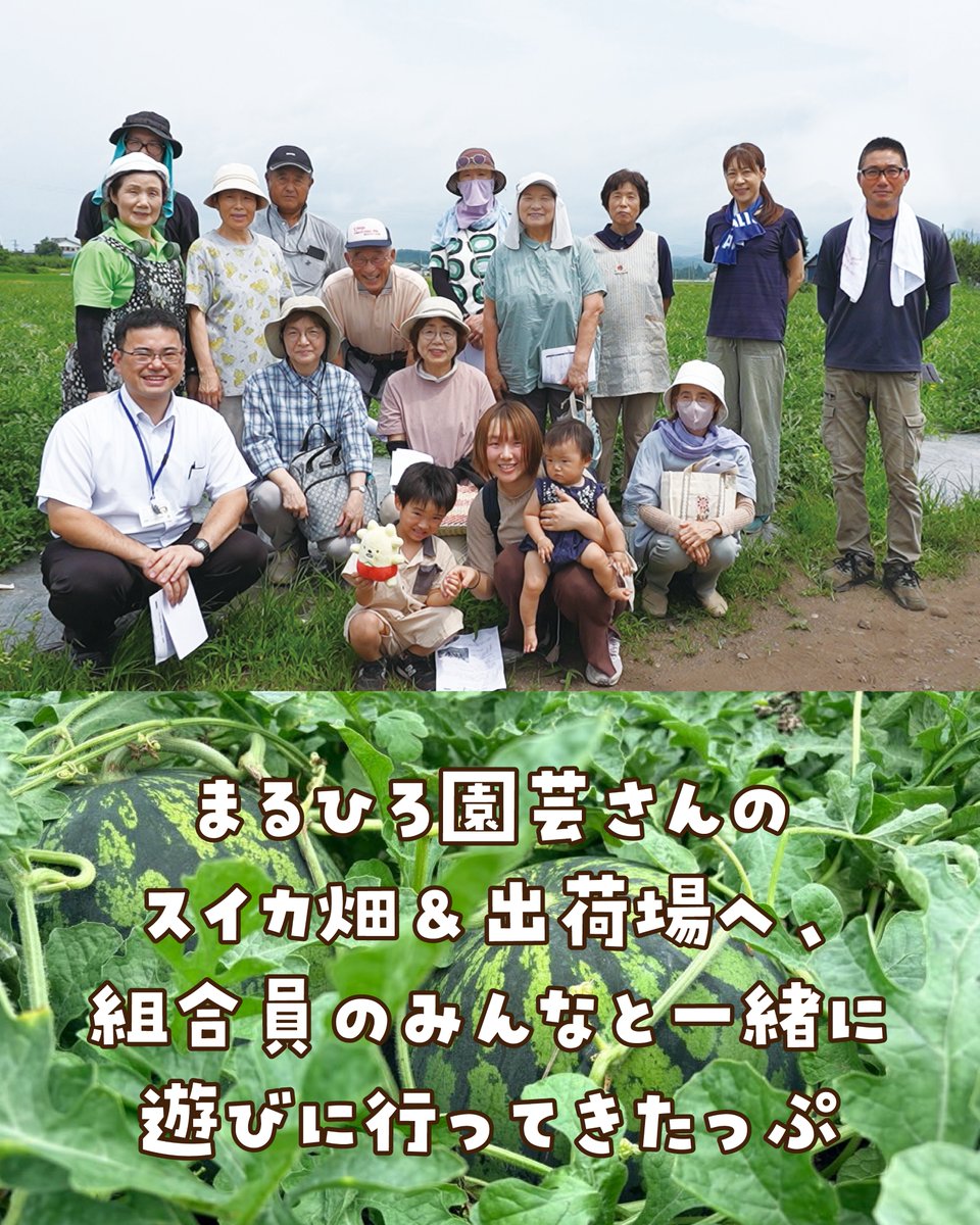 kyoritsusha's tweet photo. 今日はスイカの日にちなんで7/22に開催された
#生協共立社 が産直提携している
#まるひろ園芸 産地交流会の様子をお届け💚
畑一面に広がる元気な緑の葉っぱ！
その下には丸々と実ったスイカ👀
生産者さんから美味しいスイカが育つ秘密や
こだわりを直接教えてもらえて
とっても勉強になったよ～🍉 https://t.co/QUM5SE1BwX