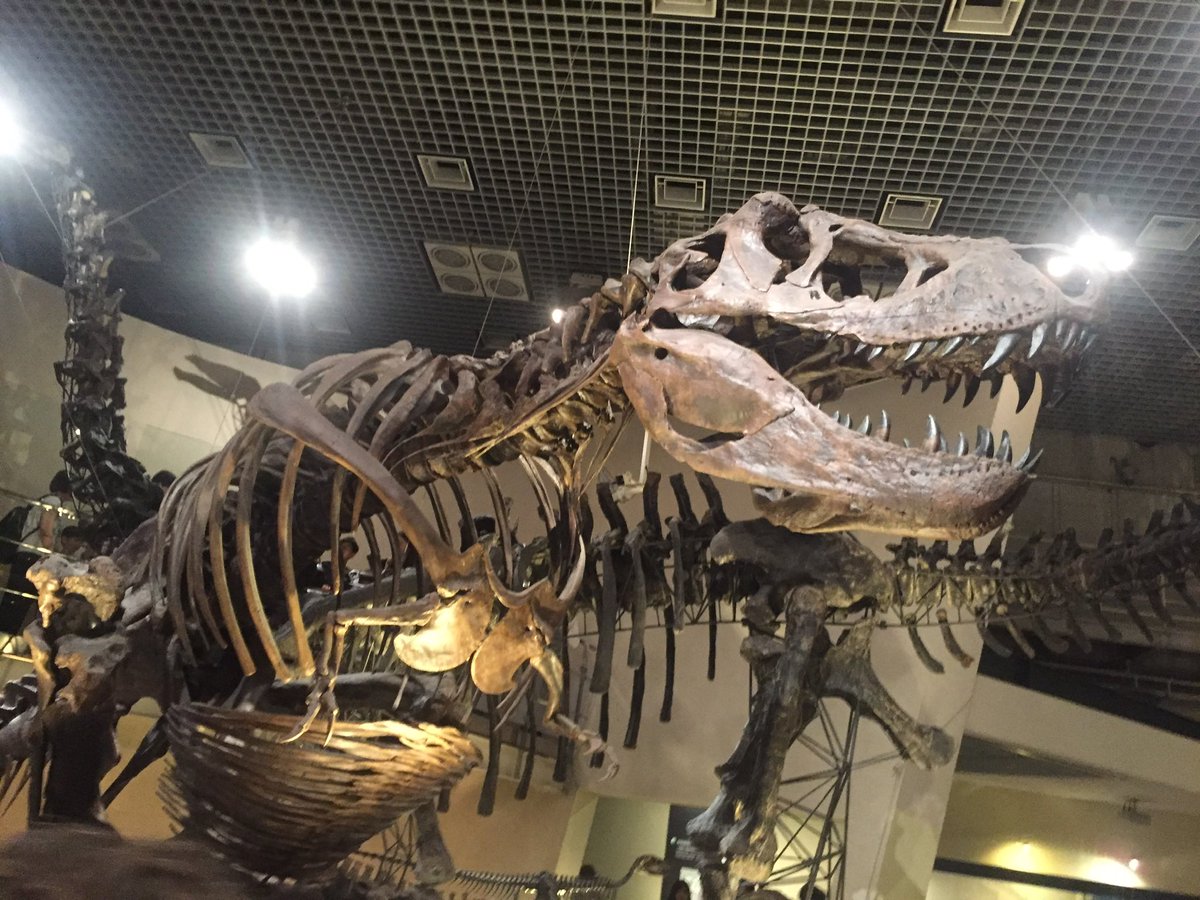 Coletteducroux's tweet photo. 🦖 rawhhh https://t.co/wJaIQ1UvUa