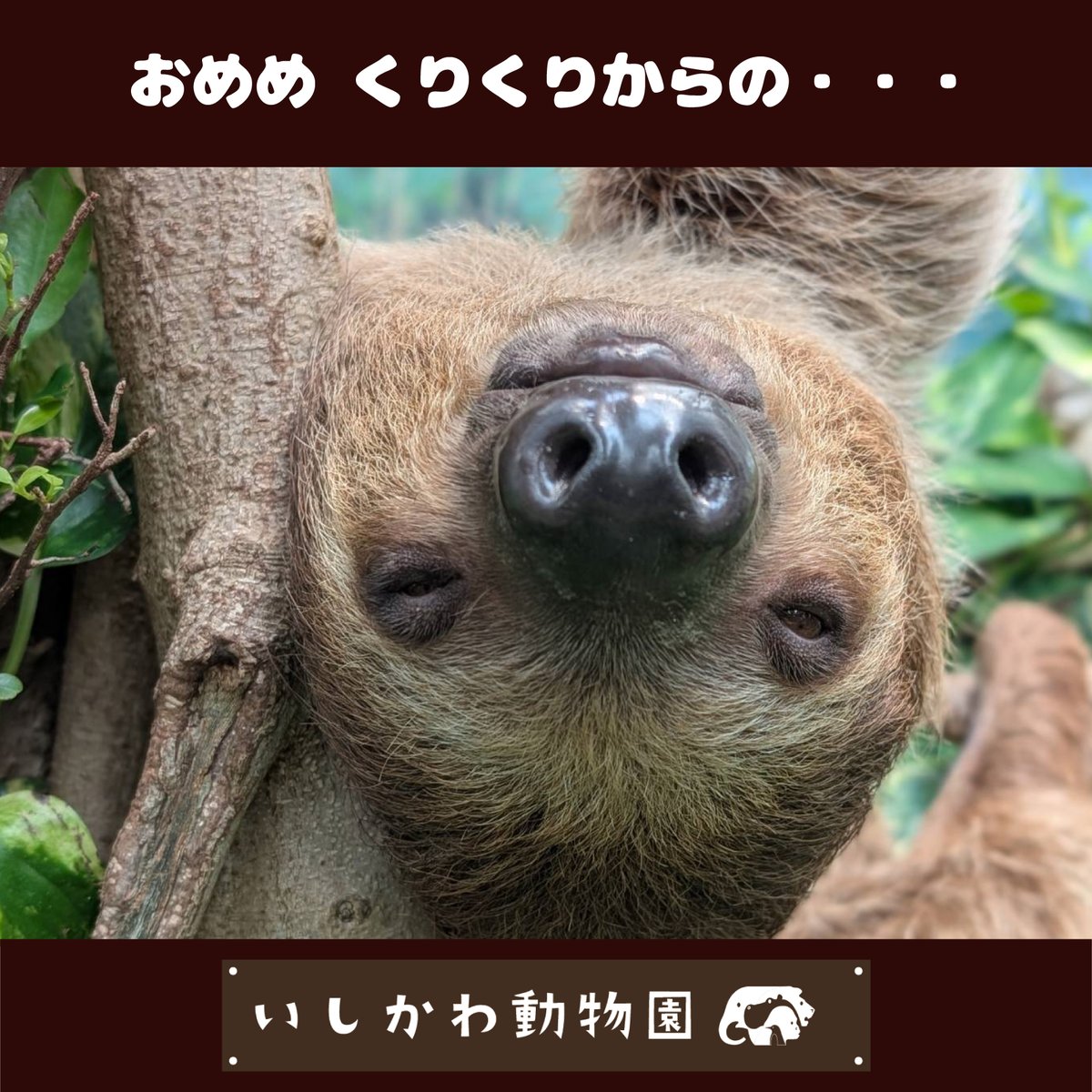 ishikawazoo_jp's tweet photo. あなたもきっと、眠くな〜る、眠くな〜る💤

#いしかわ動物園
#南米の森
#フタユビナマケモノ
#ナマケモノ
#コロロ
#入眠RTAチャンピオン https://t.co/9RofWvkzS2