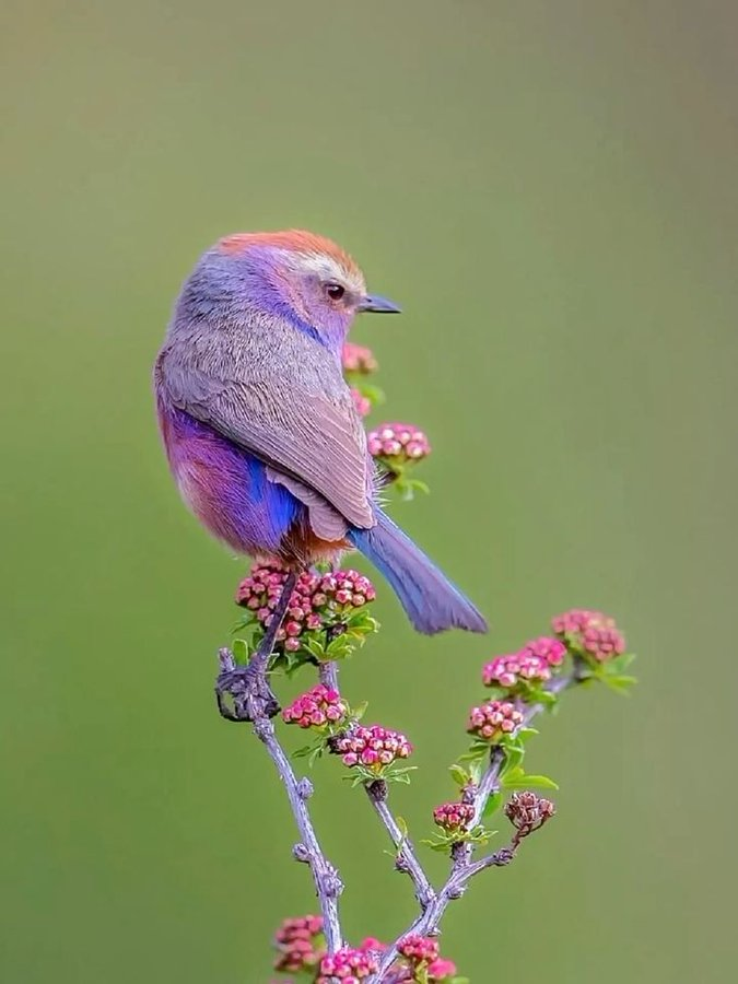 Stella51214's tweet photo. White-browed tit-warbler (Leptopoecile sophiae), a small, colorful songbird native to high-altitude regions of the Himalayas and Central Asia. https://t.co/5vnLRxD29M