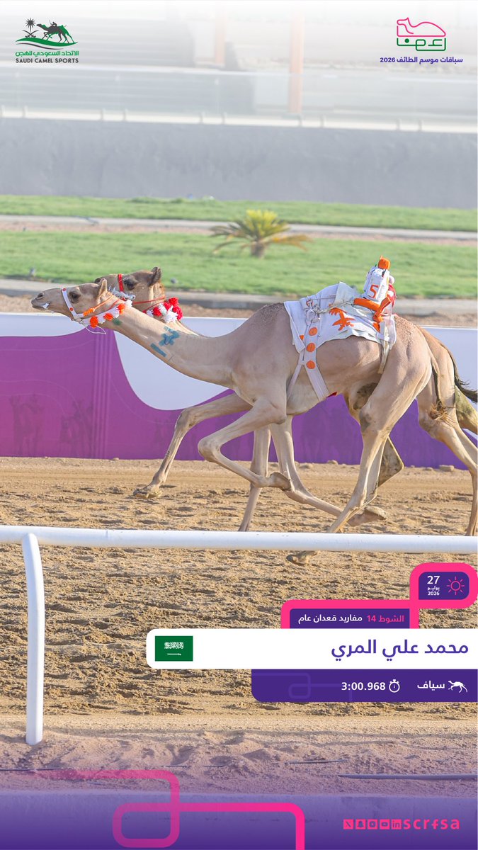 الاتحاد السعودي للهجن tweet media