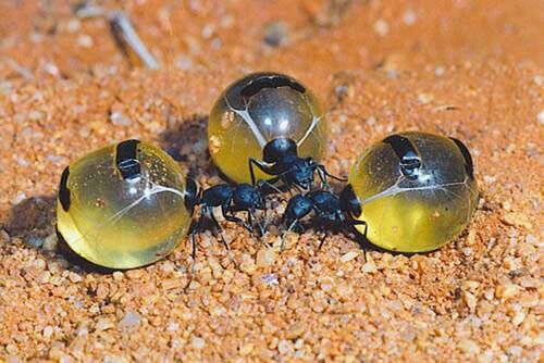 Stella51214's tweet photo. Honey pot ants https://t.co/VYmcnOsXU3