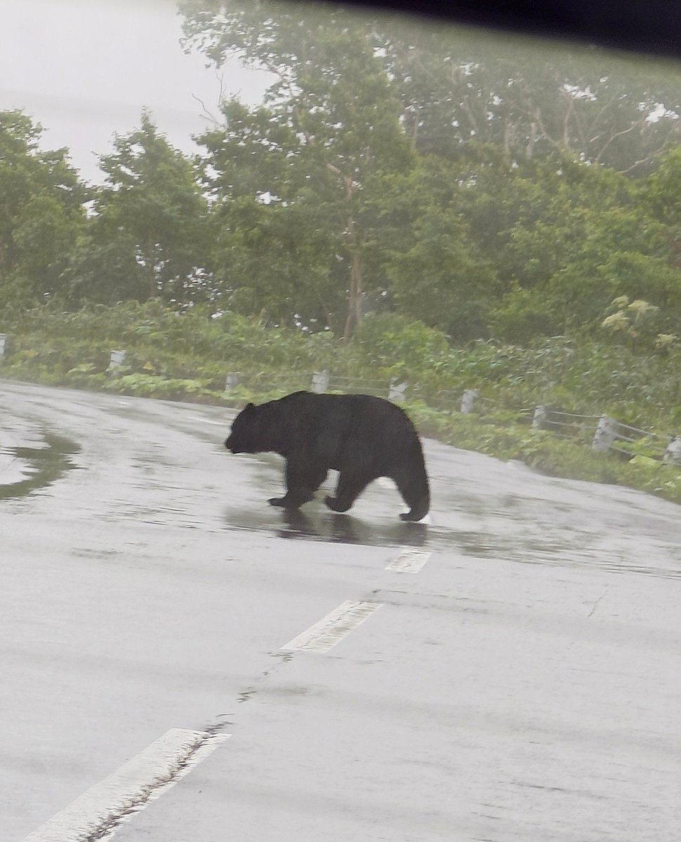 World7Traveler's tweet photo. ある日
道の上
熊さんに
出会った〜🐻
😨 https://t.co/fwMuhQ9XYa