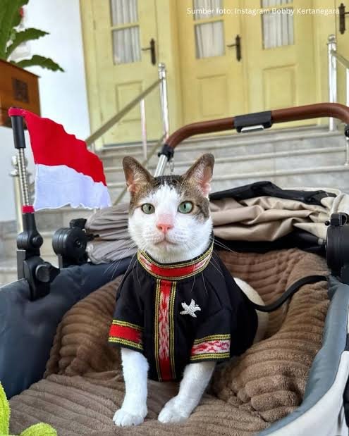 n00y's tweet photo. @theAdamcrypto $BOBBY ROYAL CAT COIN . 
HiWHZGDCrRYMheDCvQf41XzhJZbxvD9PirMmu1RLpump https://t.co/0hfvwFk1wI