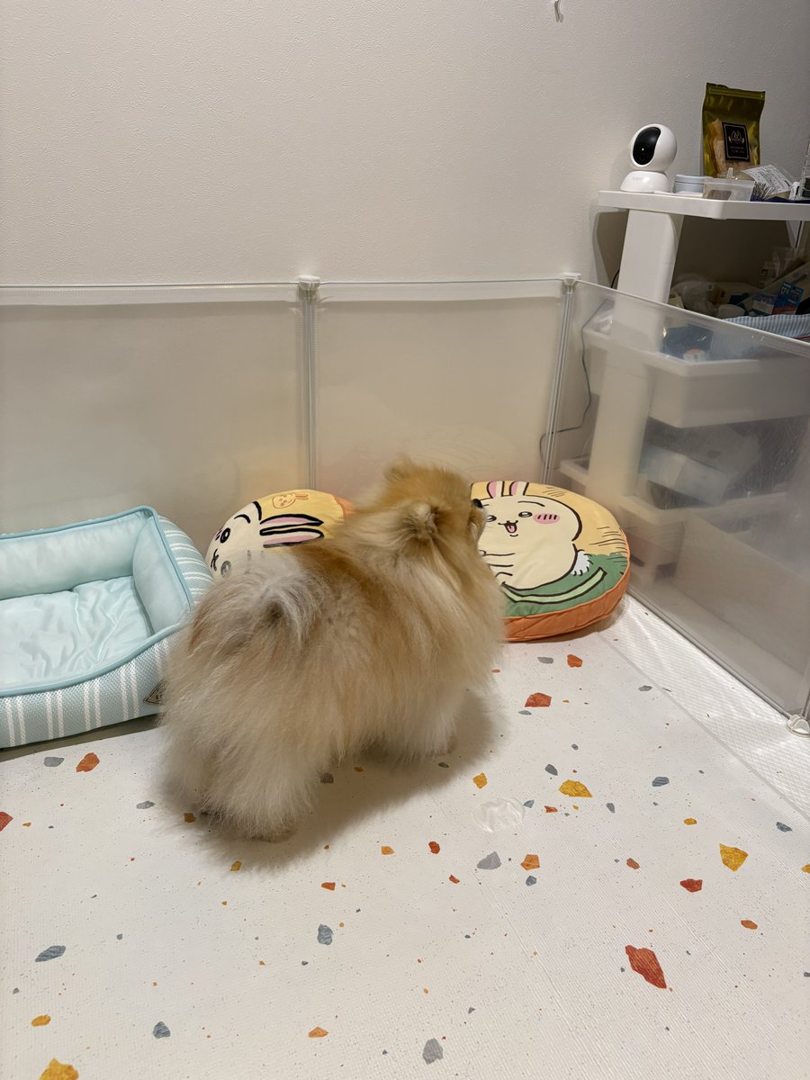 muggi_mugi's tweet photo. おやつ置き場のお芋をずっと見つめてる🍠
#ポメラニアン #pomeranian 
#犬のいる暮らし https://t.co/aw1ZO8H5eV