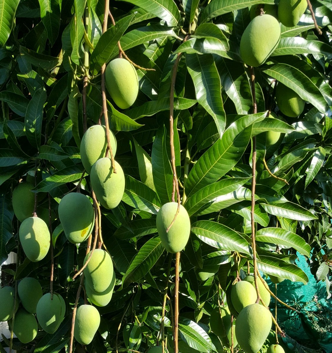 HansBosshard's tweet photo. 🌸 Year-round mangoes in YOUR garden? Yes! 
Learn to grow Thailand's 3-Season Mango in Hua Hin! 
Organic tips, pruning secrets &amp; more 👇
https://t.co/ybAwHhxyhv 
#MangoMagic #HuaHinGarden #ThreeSeasonsMango #TropicalFarming #OrganicGardening #MaMuangSamRueDu #GrowYourOwn https://t.co/cRr2HNzrC0