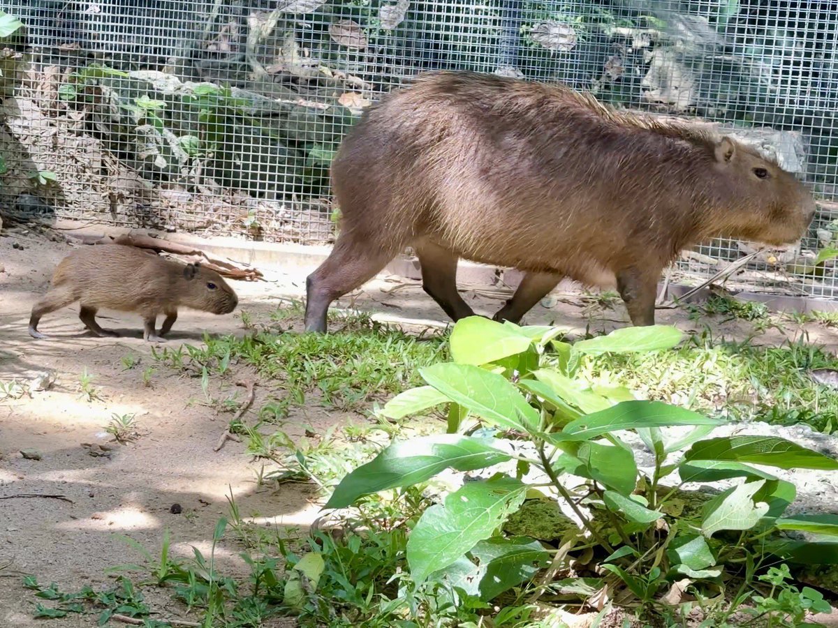 KhaokheowZoo's tweet photo. สวนสัตว์เปิดเขาเขียวต้อนรับสมาชิกใหม่ “ น้องวัน ลูกหนูยักษ์คาปิบารา”สุดคิวท์ ชวนเที่ยว 28 ก.ค. เด็กเข้าฟรี

วันที่ 27 กรกฎาคม 2569 สวนสัตว์เปิดเขาเขียว จังหวัดชลบุรี ต้อนรับสมาชิกใหม่ของครอบครัวหนูยักษ์คาปิบารา หลังจากแม่คาปิบารา “กระทิ” ให้กำเนิดลูกน้อยจำนวน 1 ตัว เมื่อวันที่ 22 มิถุนายน 2569 ที่ผ่านมา โดยมีพ่อชื่อ “เซียง” สร้างความตื่นเต้นและรอยยิ้มให้กับนักท่องเที่ยวที่มาเยี่ยมชม

นายณรงวิทย์ ชดช้อย ผู้อำนวยการสวนสัตว์เปิดเขาเขียว เปิดเผยว่า ขณะนี้ลูกหนูยักษ์คาปิบารา ชื่อ “น้องวัน” เพศเมีย มีสุขภาพแข็งแรง สมบูรณ์ เนื่องจากทางสวนสัตว์ปล่อยให้แม่เลี้ยงดูลูกตามธรรมชาติ เพื่อลดความเครียดและส่งเสริมให้มีพัฒนาการเป็นไปตามธรรมชาติ โดย น้องวัน มีนิสัยร่าเริง ขี้เล่น และมีความน่ารักเป็นอย่างมาก นักท่องเที่ยวสามารถมาเยี่ยมชมครอบครัวหนูยักษ์คาปิบาราได้ทุกวัน ณ ส่วนแสดงหนูยักษ์คาปิบารา สวนสัตว์เปิดเขาเขียว

นอกจากนี้ สวนสัตว์เปิดเขาเขียว ขอเชิญชวนนักท่องเที่ยวร่วมเฉลิมฉลองวันหยุด 28 กรกฎาคม 2569 โดยเปิดให้ เด็กอายุไม่เกิน 12 ปี หรือมีส่วนสูงไม่เกิน 135 เซนติเมตร เข้าชมสวนสัตว์ฟรี (เฉพาะวันที่ 28 กรกฎาคม 2569 เท่านั้น) พร้อมร่วมสนุกกับกิจกรรมพิเศษตลอดทั้งวัน ไม่ว่าจะเป็นการพบปะมาสคอตสัตว์ป่าแสนน่ารัก กิจกรรม Night Zoo ชมชีวิตสัตว์ยามค่ำคืนในบรรยากาศสุดพิเศษ และกิจกรรมเรียนรู้ธรรมชาติและสัตว์ป่านานาชนิดอย่างใกล้ชิด เหมาะสำหรับการท่องเที่ยวพักผ่อนของทั้งครอบครัว

สำหรับ หนูยักษ์คาปิบารา (Capybara) เป็นสัตว์ฟันแทะที่มีขนาดใหญ่ที่สุดในโลก มีลักษณะคล้ายหนูตะเภาขนาดใหญ่ หูสั้น ไม่มีหาง และมีพังผืดระหว่างนิ้วเท้าช่วยในการว่ายน้ำ ขนมีสีน้ำตาลอ่อนจนถึงสีน้ำตาลเข้มหรือสีดำ เมื่อโตเต็มวัยอายุประมาณ 15–18 เดือน จะมีน้ำหนักเฉลี่ย 50–70 กิโลกรัม สูงประมาณ 45 เซนติเมตร มีถิ่นกำเนิดในทวีปอเมริกาใต้ เป็นสัตว์สังคมที่อาศัยอยู่รวมกันเป็นฝูง ชื่นชอบการแช่น้ำ และสามารถว่ายน้ำรวมถึงดำน้ำได้อย่างคล่องแคล่ว

☎️สอบถามรายละเอียดเพิ่มเติมได้ที่ โทร. 038-318444
