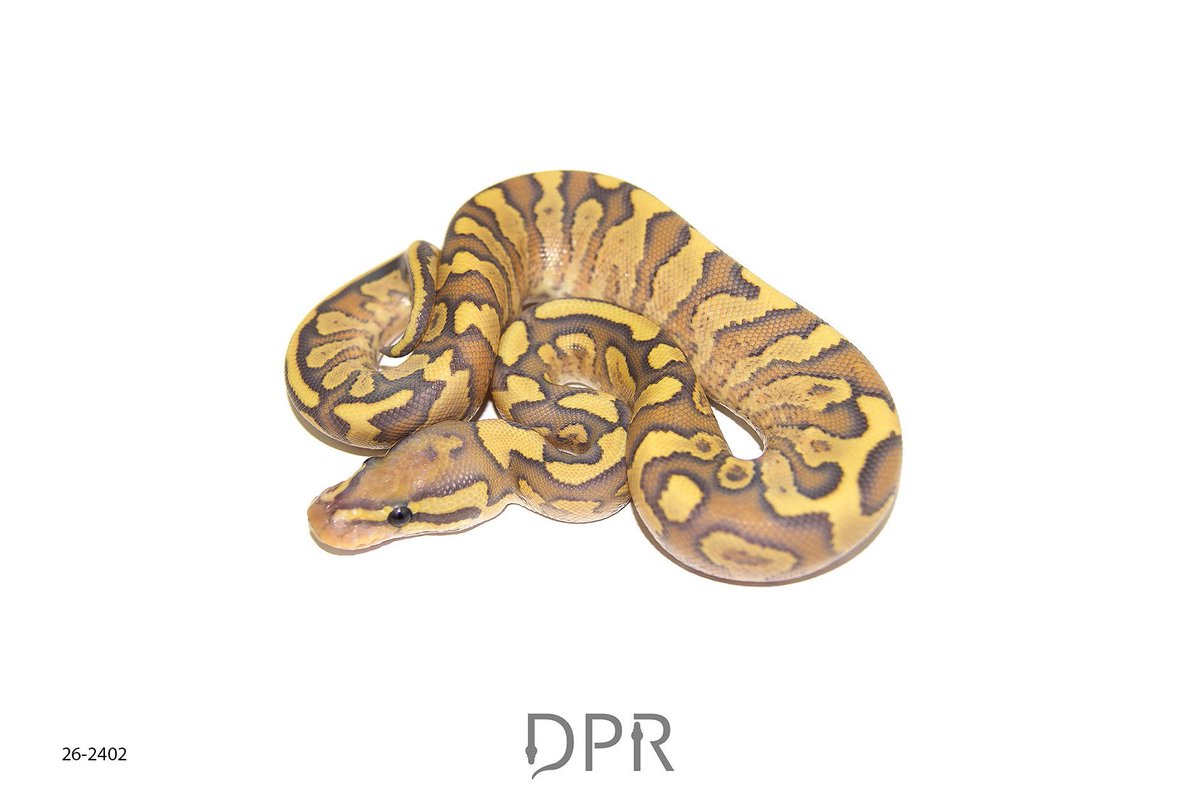bp_sapphire's tweet photo. Fire YB Hypo Het Clown♂
レディの素材をさらに良くすることを生業としてる漢
#DPRcoldblood
#ボールパイソン https://t.co/wu4tIoSCuw