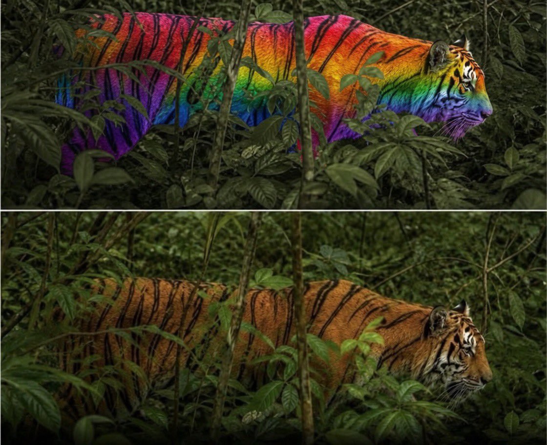 kliiphordd's tweet photo. @Puppieslover They also appear rainbow to lefties because they are democrats https://t.co/C5BJvueLQB