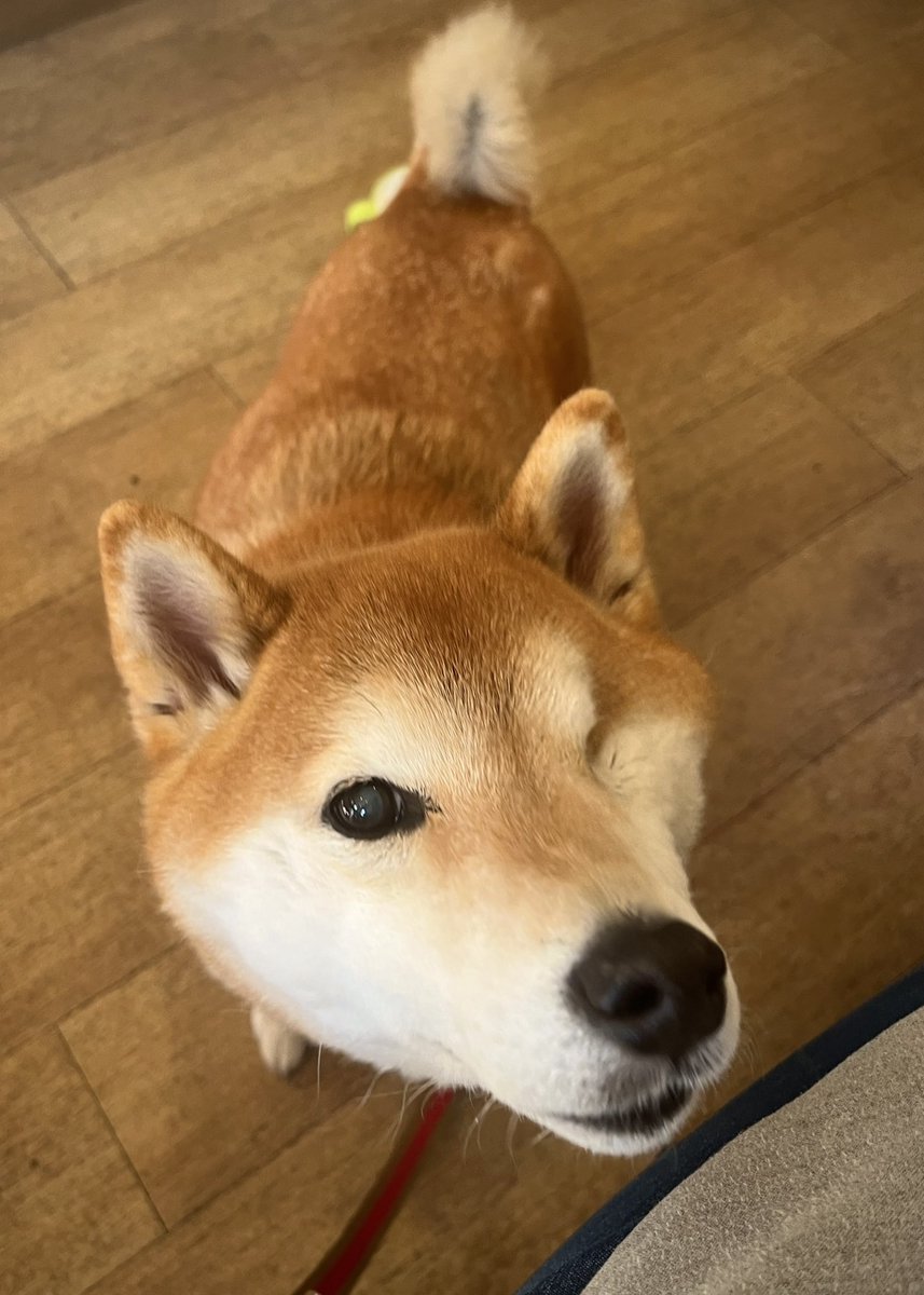 Shiba_mw's tweet photo. 連日あついですね。
むーちゃんは年相応に元気です☀️
投稿が少ないのは飼い主がサボってるだけ…。わんわん🐕 https://t.co/CFPKf9uqrV