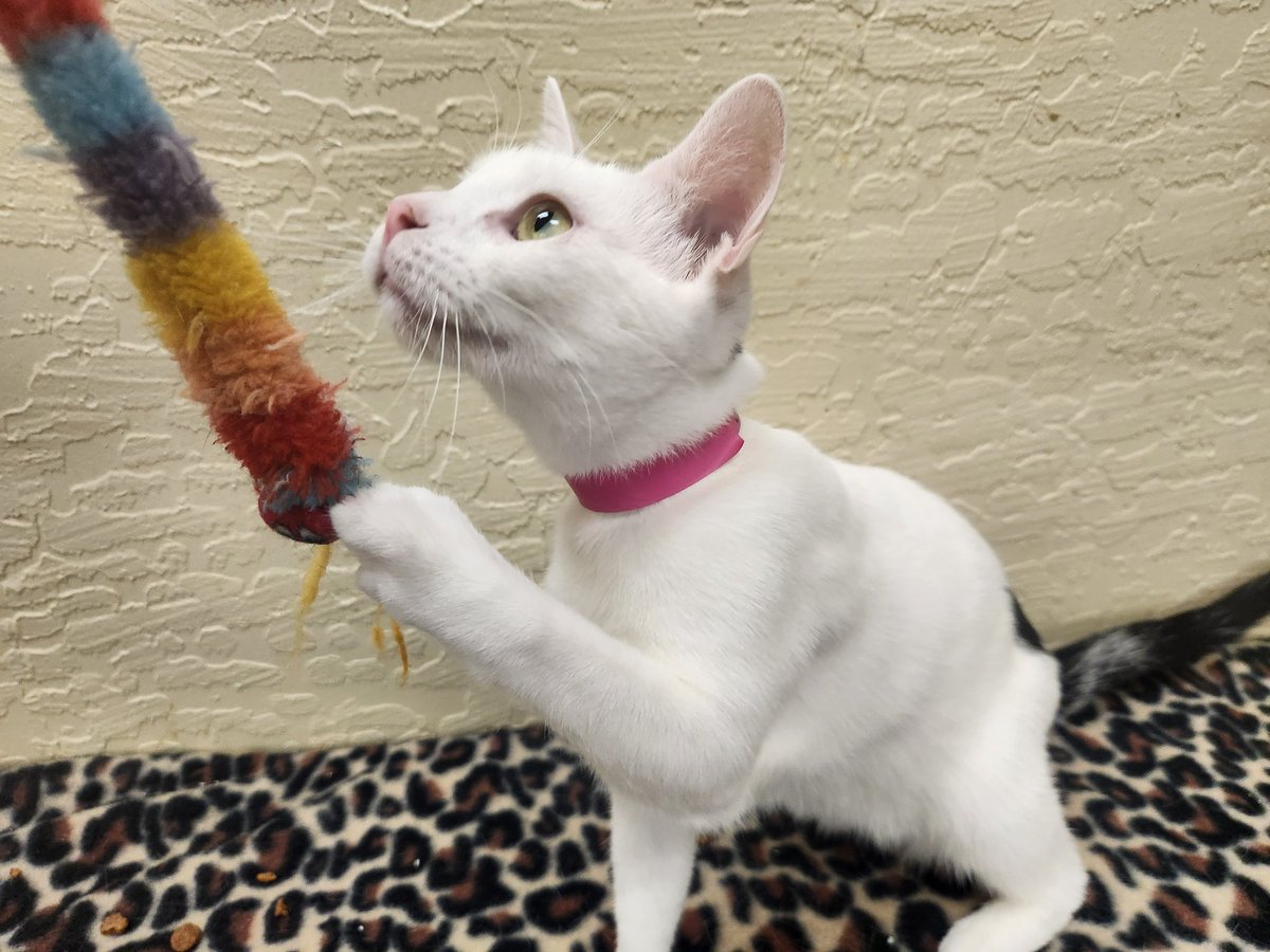 cathouseotkings's tweet photo. Miss Feline Feta, who's available for adoption btw, claws to remind you to vote this playday &amp; everyday purrlease!  https://t.co/aXN39fJw6G
🐾 Check out Feta's bio
https://t.co/sOzNaBgVLp https://t.co/MxOBeMI3Zm