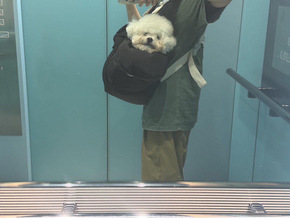 KINdlekd's tweet photo. 7-9키로 강아지를 반려하고 계시는 견주들 
진짜 쌉강추 드립니다 진짜 개편함 https://t.co/O0TZsNTJdT