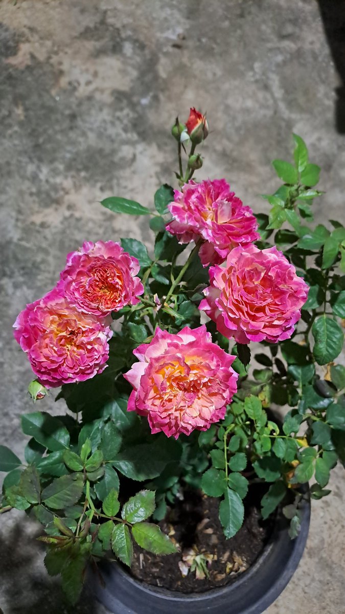 indaho_indah's tweet photo. Permisii, racun mawar mau lewat
Kenalin ini Chaleur.
Awal2 dia lesu bgt, pas ak pindah ke tmpt yg direct sun sktr 6 jam, wah lgsg muncul basal break &amp; rajin berbunga.
Foto 1 itu pas ak foto pagi, foto 2 itu malamnya lgsg ak foto.
Wanginya medium to strong.
Duri bersahabat 😅 https://t.co/X8Azqwbeoi