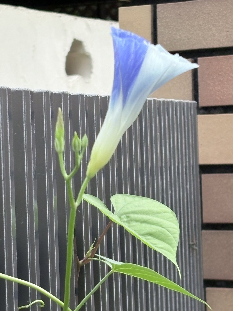 itiryusai's tweet photo. 品種は西洋朝顔
名前はフライングソーサー
撮影は8:50AM頃咲き始め時
中央が🟡くてワンポイント
朝一爽やかで嬉しい☺️ https://t.co/54dxIDi2mJ