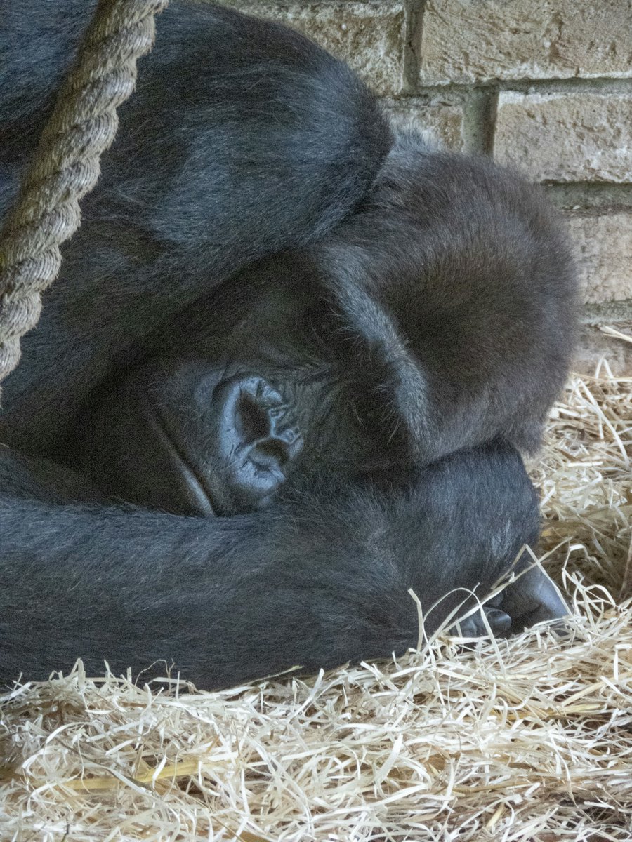 pixerke's tweet photo. Sometimes the strongest moments are also the quietest. 🦍

#WesternLowlandGorilla #WildlifePhotography #ZooPhotography #NaturePhotography #GaiaZOO https://t.co/Y4eYR9OlTs