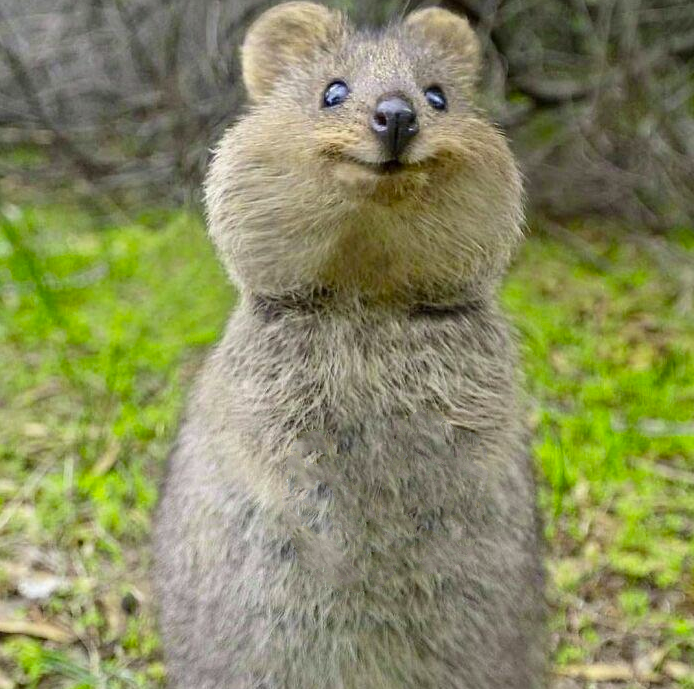 ikFrosty's tweet photo. do you prefer quokkas with 
2 arms                                           or                      none https://t.co/u6bPyMxB3O