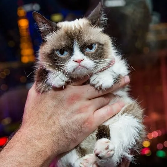 nely_1676's tweet photo. I think I just found the next Grumpy Cat.

This random vet profile picture has already pulled over 16.5K upvotes in only 13 hours on Reddit and it is still climbing.

The original Grumpy Cat became one of the biggest memes on the internet because of one naturally hilarious facial expression.

This has the same ingredients: a completely normal cat, one unforgettable face and an image people instantly want to meme.

The internet hasn’t had a new universal reaction cat in years.

This could genuinely be it.

The new Grumpy Cat.

https://t.co/pcciknDXec