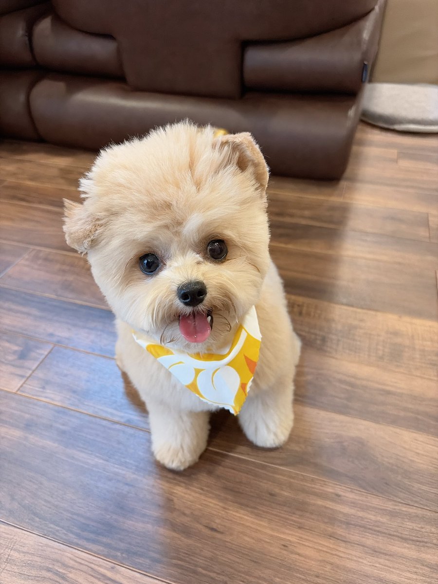 LinaBelltan's tweet photo. ←先月のトリミング🐶今月のトリミング→
先月は丸くカットしてもらってたけど、すぐ伸びちゃうから今回はちょっとシャープにしてもらった🐶✂️🫧✨

#チワプー #トリミング #犬のいる暮らし #チワワ #トイプードル https://t.co/hkVJEFvKRw