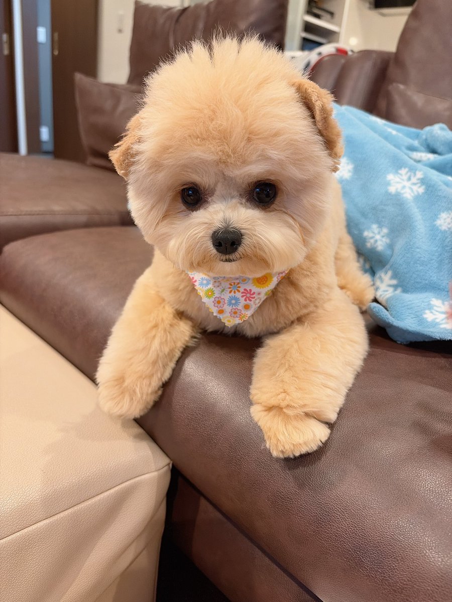 LinaBelltan's tweet photo. ←先月のトリミング🐶今月のトリミング→
先月は丸くカットしてもらってたけど、すぐ伸びちゃうから今回はちょっとシャープにしてもらった🐶✂️🫧✨

#チワプー #トリミング #犬のいる暮らし #チワワ #トイプードル https://t.co/hkVJEFvKRw