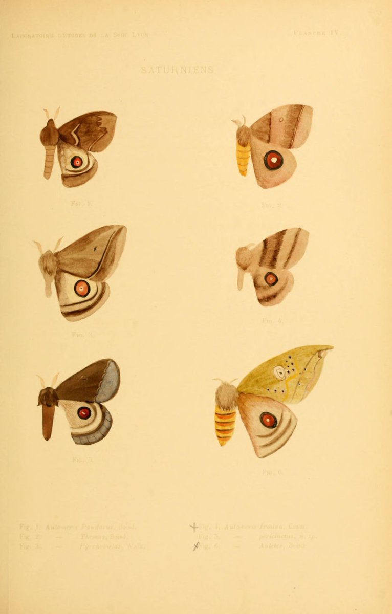 CRCiencia's tweet photo. ILUSTRACIENCIA
Lepidópteros
📚 Essai de classification des lépidoptères producteurs de soie, Lyon,  Laboratoire d'études de la soie, 1897
#Insectos #IlustraCiencia https://t.co/o3WbRbzgP9