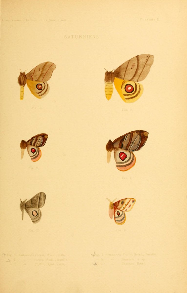 CRCiencia's tweet photo. ILUSTRACIENCIA
Lepidópteros
📚 Essai de classification des lépidoptères producteurs de soie, Lyon,  Laboratoire d'études de la soie, 1897
#Insectos #IlustraCiencia https://t.co/o3WbRbzgP9