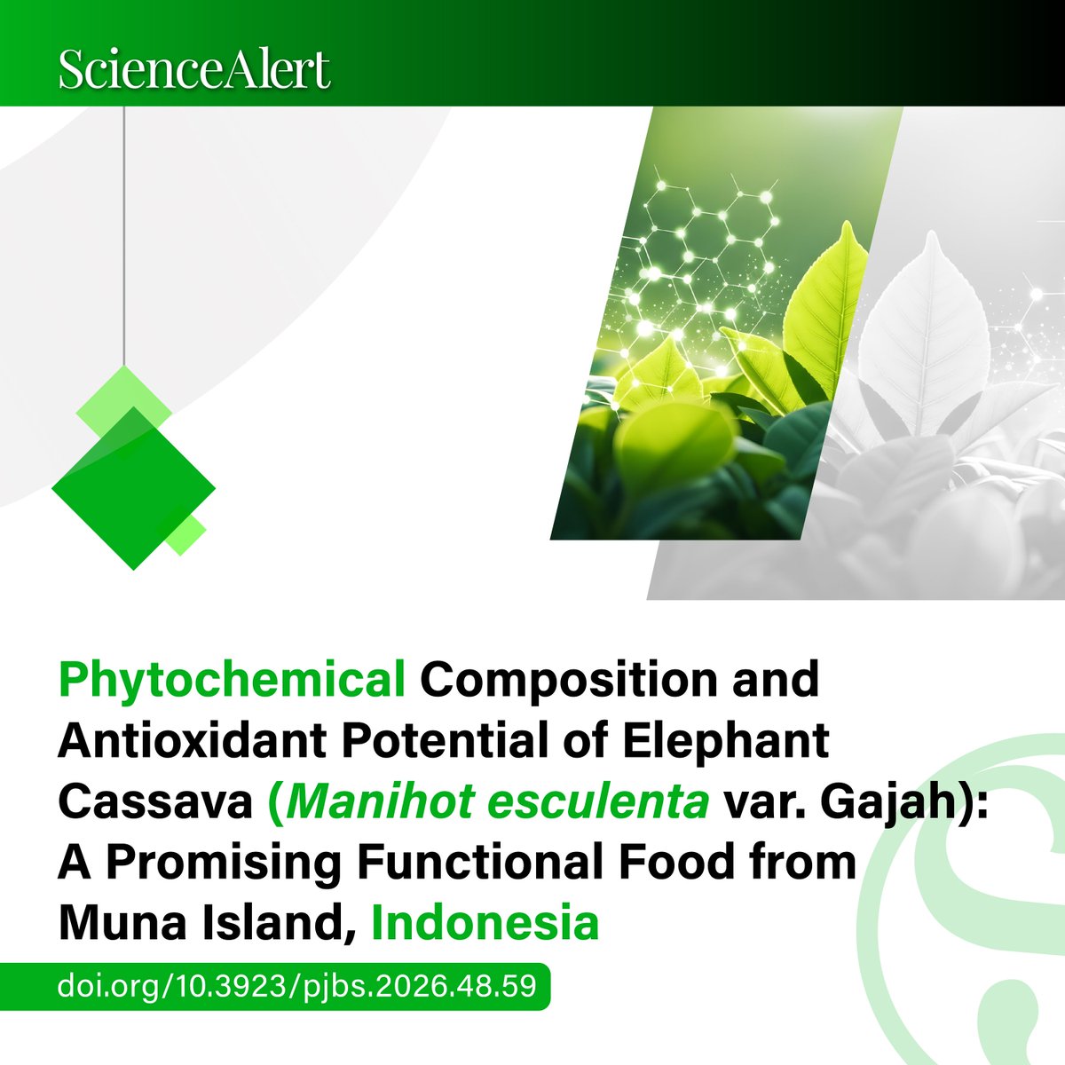 scialert's tweet photo. Phytochemical Composition and Antioxidant Potential of Elephant Cassava (Manihot esculenta var. Gajah): A Promising Functional Food from Muna Island, Indonesia
https://t.co/SRsu2cxtA7
#Research #FunctionalFoods #ElephantCassava #Antioxidants #Phytochemicals #FoodScience #PJBS https://t.co/JOqjCUClpw
