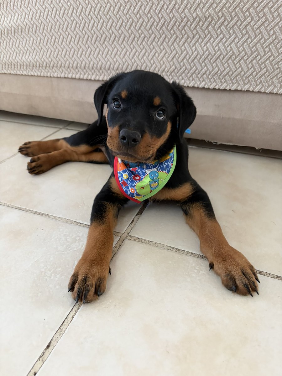 GGranados99's tweet photo. Nadie habla de lo difícil que es tener un cachorro 🫩 https://t.co/Xjy9ncyQQC