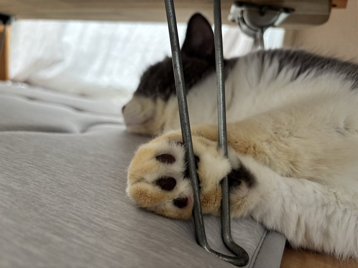 neko