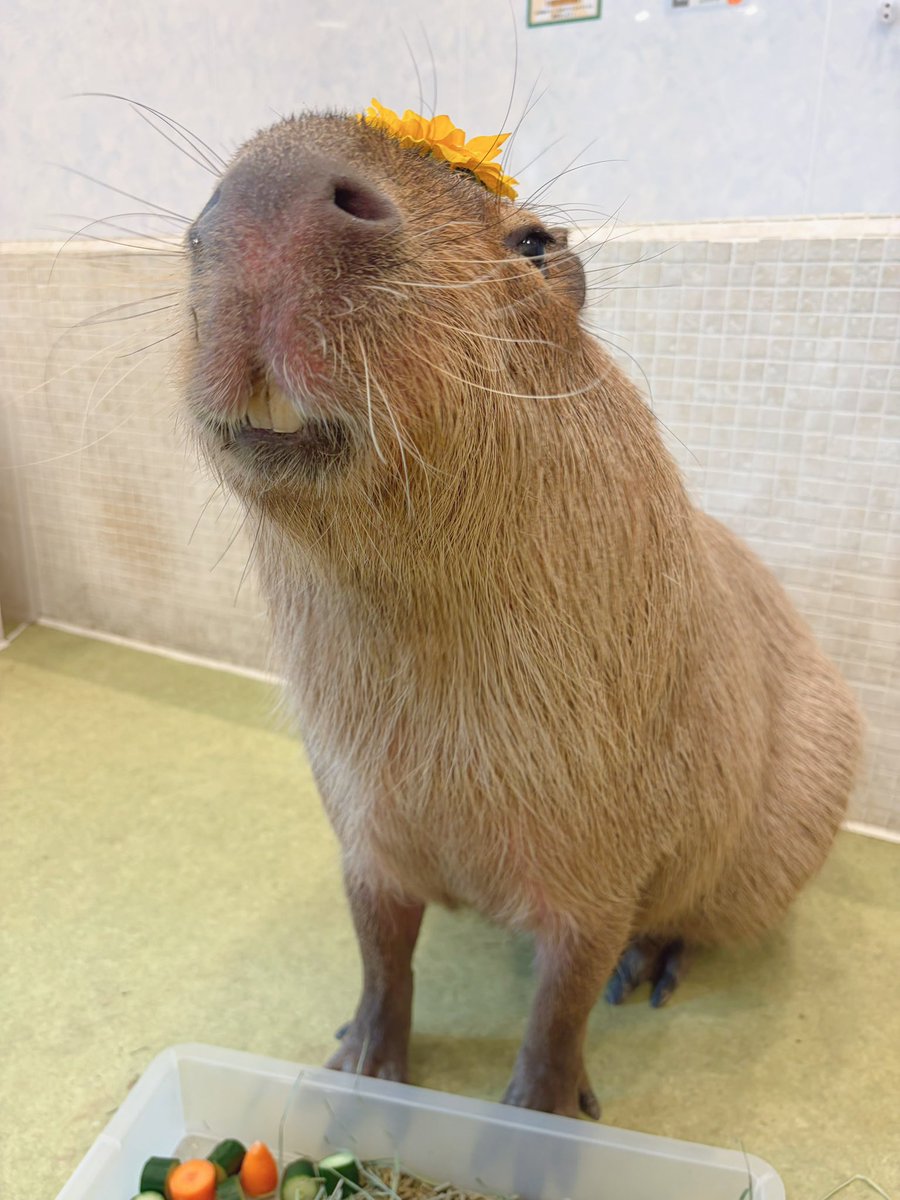 capyvillage's tweet photo. ニコ😄

#カピヴィレッジ #capyvillage #カピバラ #capybara https://t.co/BJAS9PbH13