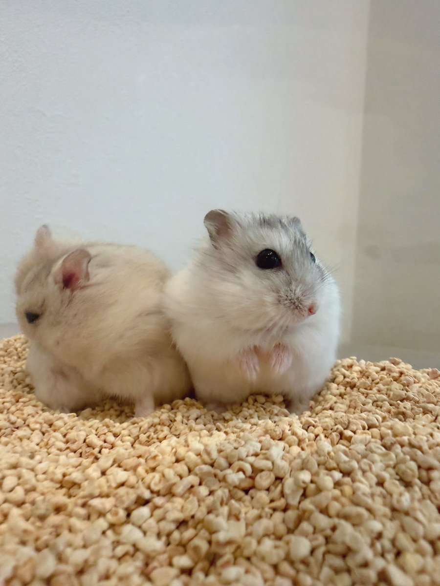 ham__village's tweet photo. ビジュ最強パールちゃんと気ままなおデブイエローちゃん🐹🐹

#カピヴィレッジ #ハムスターカフェ https://t.co/B27ZtltRfn