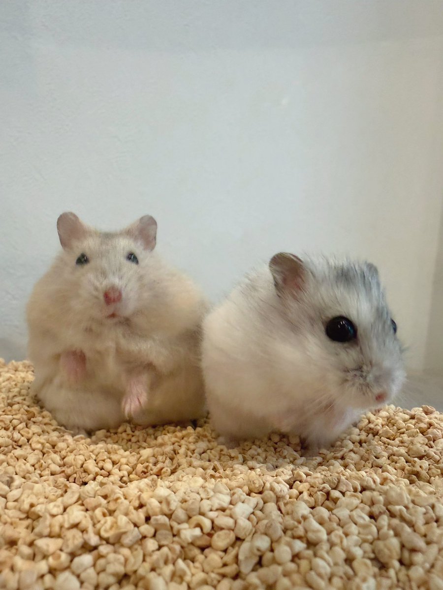 ham__village's tweet photo. ビジュ最強パールちゃんと気ままなおデブイエローちゃん🐹🐹

#カピヴィレッジ #ハムスターカフェ https://t.co/B27ZtltRfn