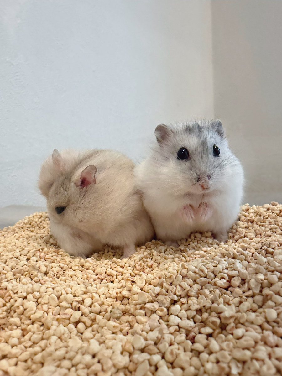 ham__village's tweet photo. ビジュ最強パールちゃんと気ままなおデブイエローちゃん🐹🐹

#カピヴィレッジ #ハムスターカフェ https://t.co/B27ZtltRfn