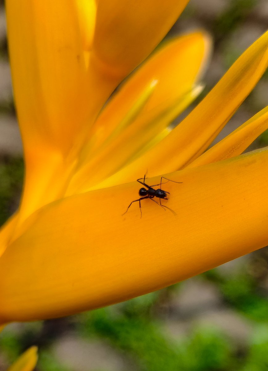 wanderershah's tweet photo. @Xiaomi @XiaomiIndia @SnapdragonCarla @Snapdragon_IN @Snapdragon_JPN @snapdragon_LAT @Snapdragon Macro , street portrait https://t.co/CUAu5gFmAe