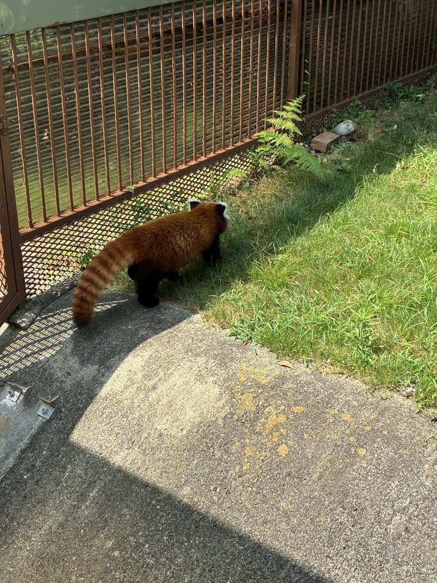 mochamonaca's tweet photo. モフモフでかわいい https://t.co/AR0tdlLREa