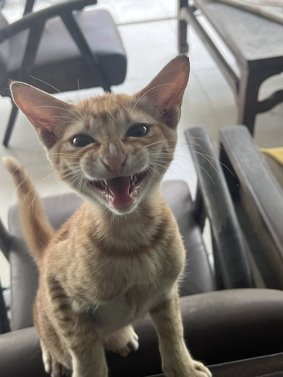 nllicaa's tweet photo. Ak sedih sekali kucing liar oren besar kesayanganku mati tapi ia terlahir kembali…  tompus namanya https://t.co/xkj3A7v3Th