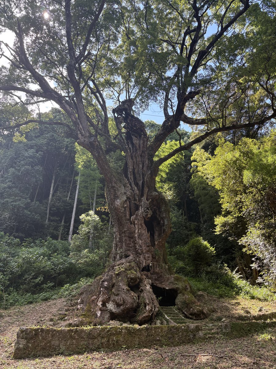 kusunoki_log's tweet photo. 佐賀県武雄市「武雄神社」⛩️

境内の奥には、樹齢3,000年以上といわれる国の天然記念物「武雄の大楠」があり、その圧倒的な存在感は必見です🌳

御船山の東麓に鎮座する、創建約1,300年の歴史を持つ古社。

主祭神は武内宿禰命で、開運・厄除け・長寿・良縁の神様として広く信仰されています🌳 https://t.co/HRLTSSS3II