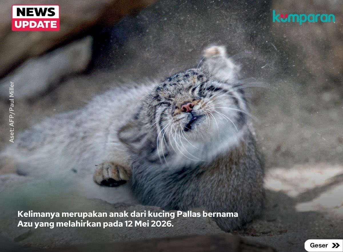 kumparan's tweet photo. Lima anak kucing Pallas mencuri perhatian pengunjung Kobe Animal Kingdom, Jepang. Spesies kucing liar yang dikenal sebagai salah satu garis keturunan kucing tertua di dunia ini menjadi harapan baru bagi upaya konservasi sekaligus pengingat pentingnya menjaga kelestarian satwa langka.

📸: Dok. AFP/Paul Miller.

Baca selengkapnya dengan klik link di bio. Cari tahu berita update lainnya dengan download aplikasi kumparan di App Store atau Google Play.⁠
⁠
📝: newsupdate | update | news | esaifoto | R034 | E053 | E164

#bicarafaktalewatberita #kumparan