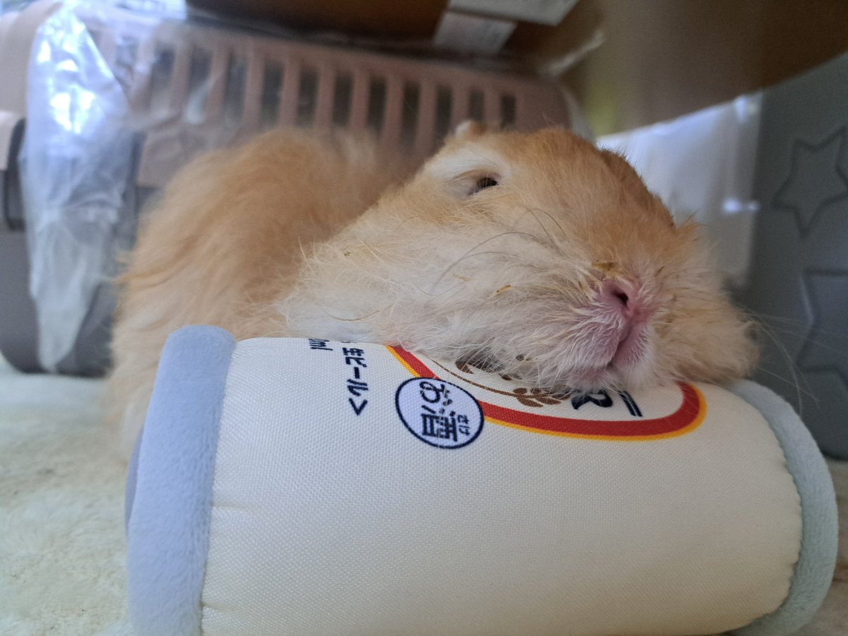ty04nosuke24's tweet photo. お酒ぬいにもたれるカピバラ https://t.co/VKWE6Y9qvm